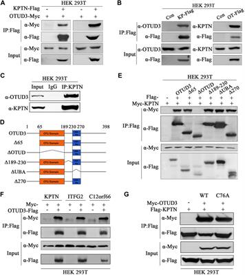 OTUD3 suppresses the mTORC1 signaling by deubiquitinating KPTN